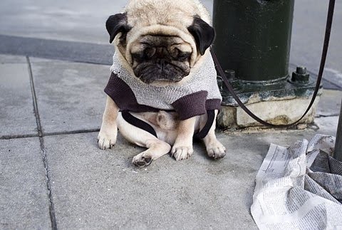 grumpy pug
