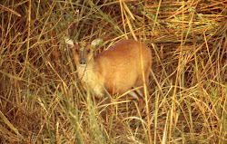 Jim Corbett National Park