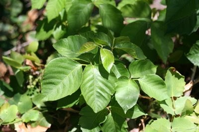 Colorado Lifestyle: Poison-ivy: “Leaves of three let it be”