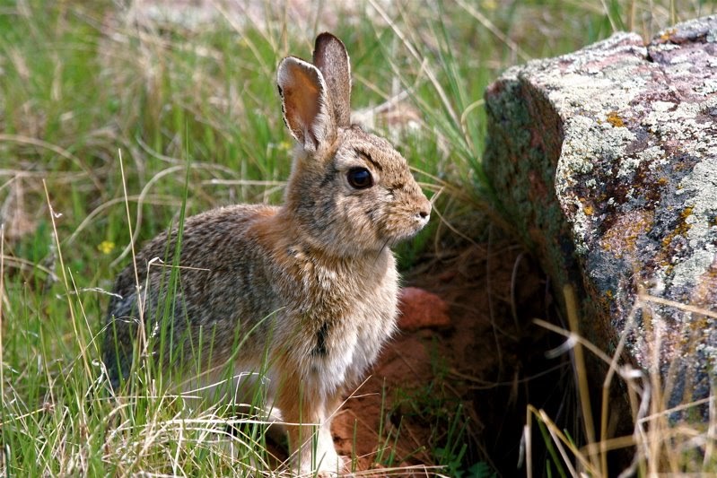 Colorado Lifestyle Cottontail Rabbit