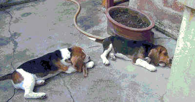 Dog Breed Certification Dog Breed Certification