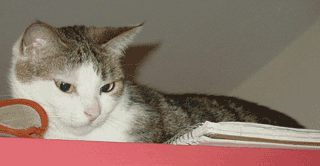 [GuardCat1.gif]