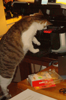 [GuardCat2.gif]