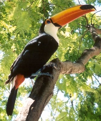 [pantanal2toucan.jpg]