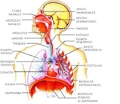 Partes del Sistema Respiratorio