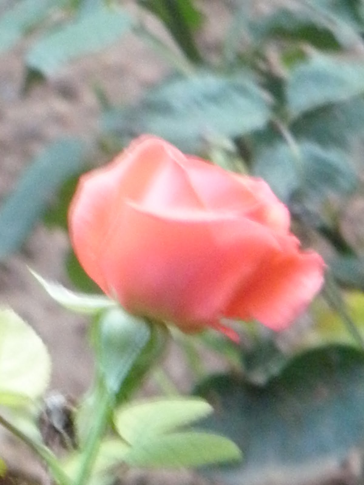 [PA200022.JPG]