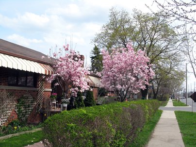 magnolia tree. star magnolia tree pictures.