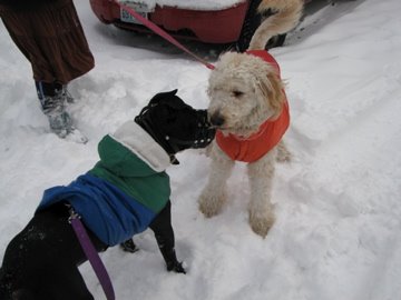 [IMG_1185.jpg]