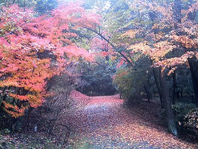 秋の散歩道