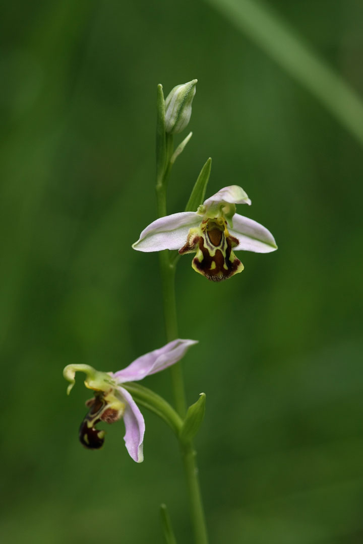 [Bienenragwurz+11+small.jpg]