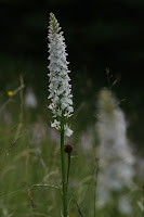 Ppt Der Hase Und Der Igel Powerpoint Presentation Free Download