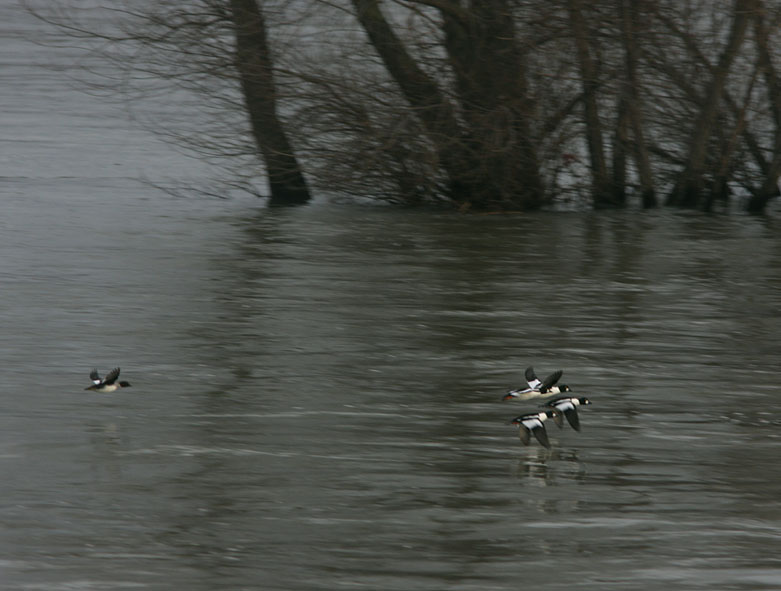 Vogelbeobachtung Am Inselrhein Nabu Seeheim Jugenheim