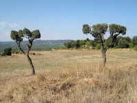 Camps de Cal Criba