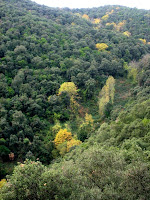 Montnegre 2009