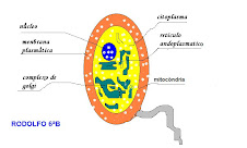 Trabalhando com as Células