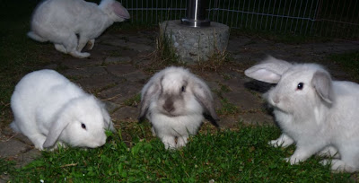 My Little Missy Juli 10