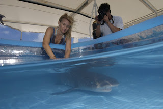 Checking out a whitetip reef sh...