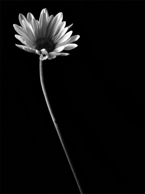 Black Wallpaper Free Black Wallpaper Free
