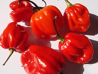 Piment antillais