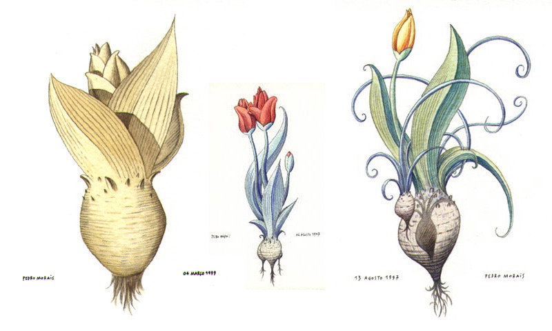 [Flores_97-99.jpg]