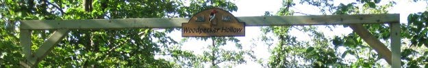 Woodpecker Hollow