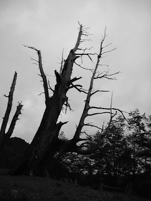 Dead Cypress Tree