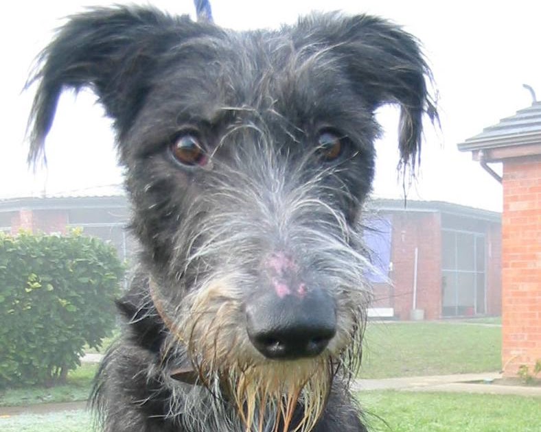 Dogs Trust Dog(s) of the Week Bereaved Lurcher Pups Dogs Trust Evesham