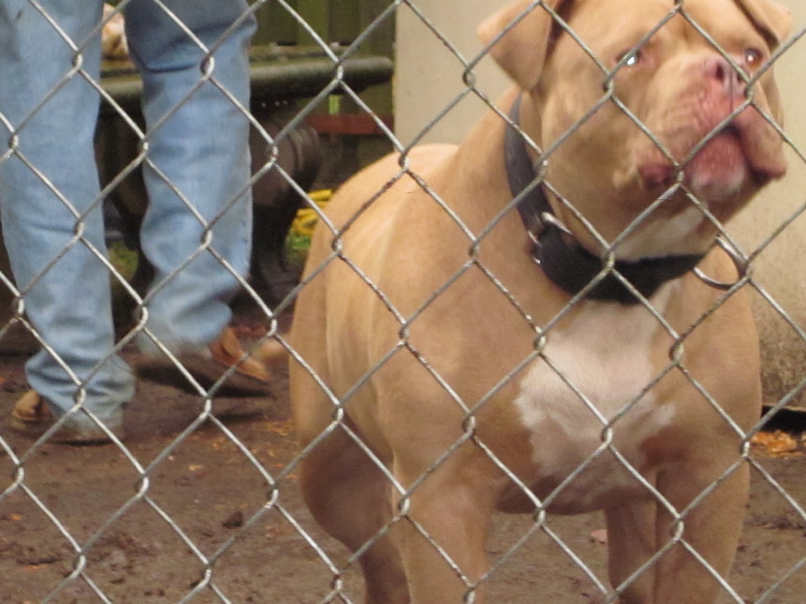 PDX Pit Bulls Fences for fido