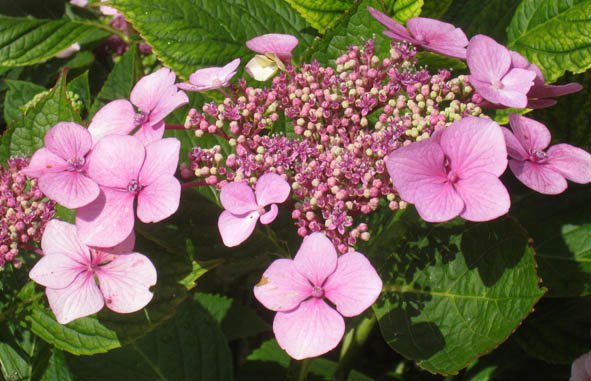 [PinkHydrangea.jpg]