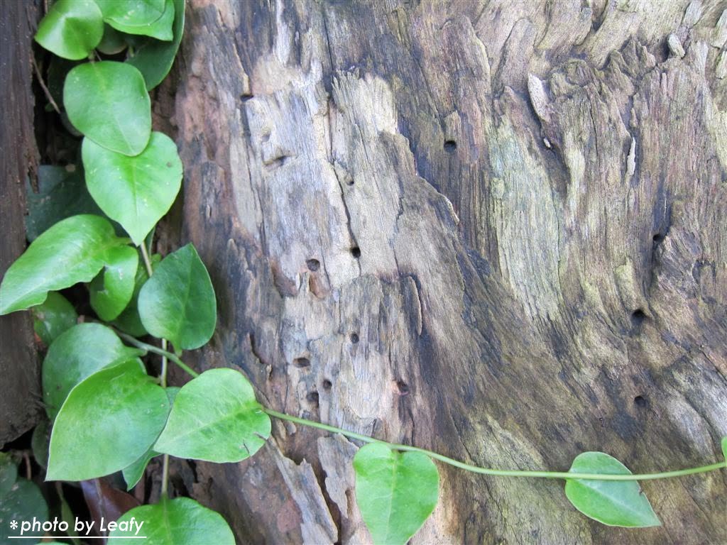 [IMG_1267+(Large).jpg]