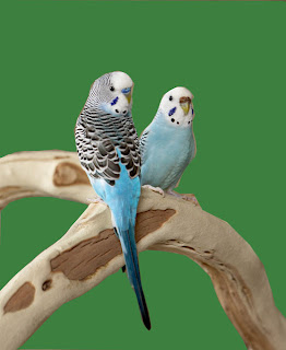 budgerigar australian parrot