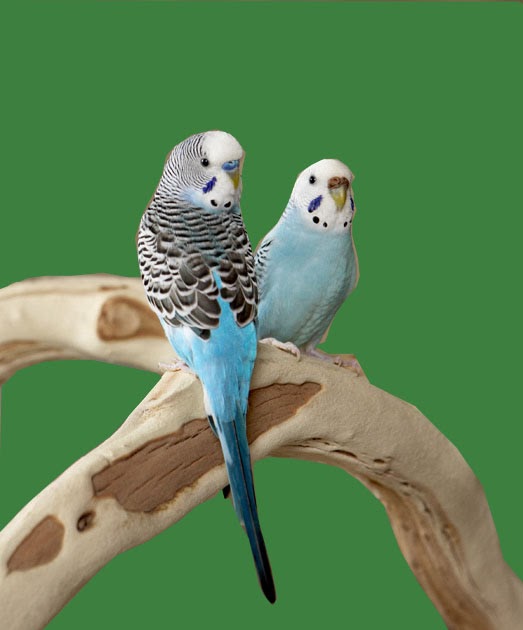 Pet Shop Ahmedabad Budgerigar Food, Cage and Care