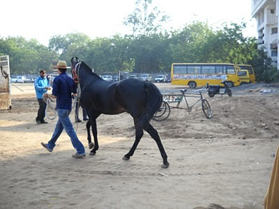 horse ahmedabad
