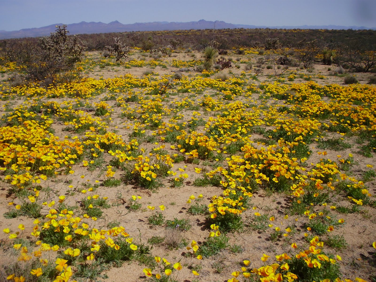 Life at 55 mph Desert wildflowers in southern Arizona. They are