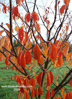 Prunus sargentii