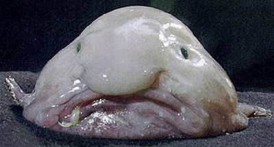 raros+.+blobfish.jpg