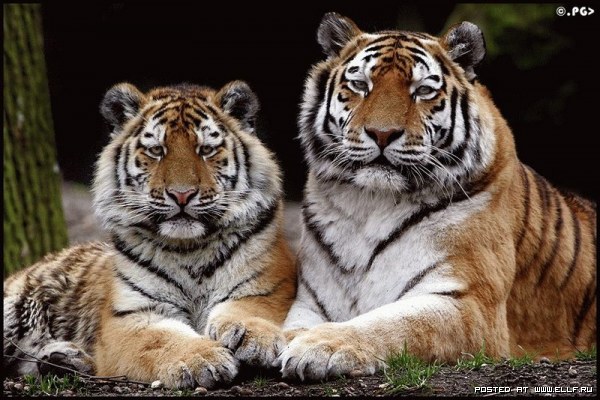 [tigres+pareja+1221511719_animals_43.jpg]