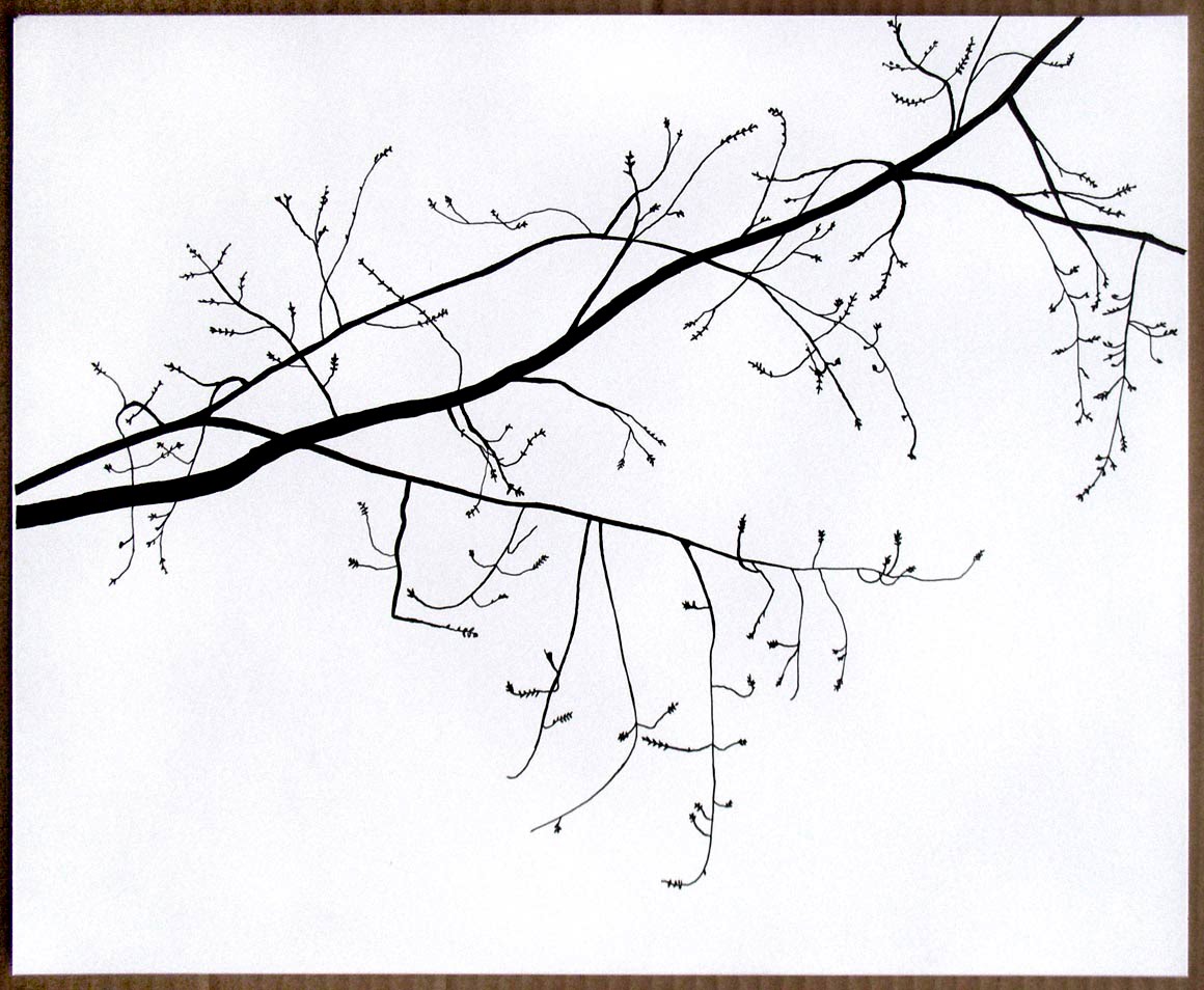 branches drawing