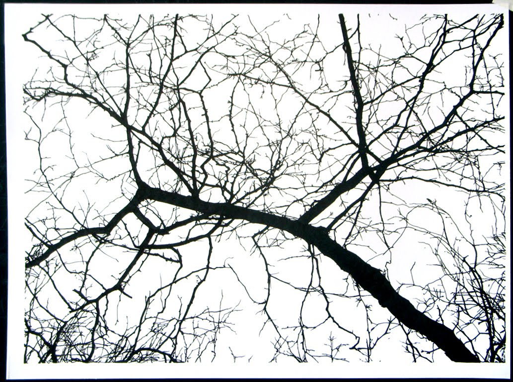 branches drawing