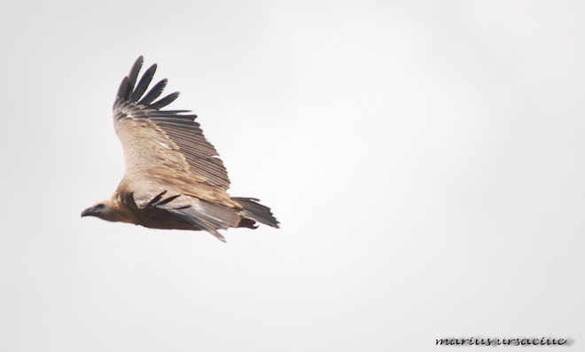 gyps fulvus( vultur sur, fakokeselyu, gansgeier, vautour fauve, griffon vulture)