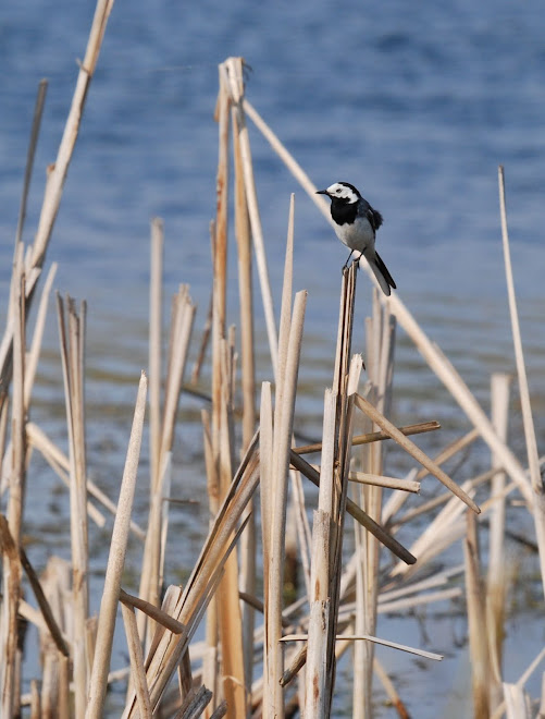 Motacilla alba