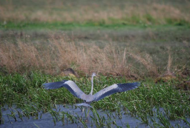 Ardea Cinerea Linnaeus