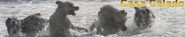 Casa Calado ( English) - Australian Shepherd and Golden Retriever