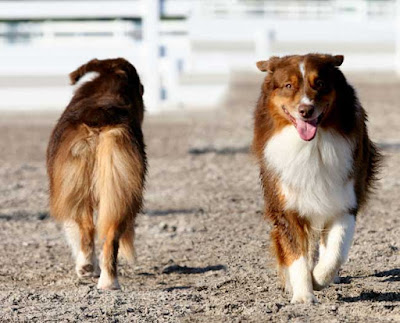 australian shepherd