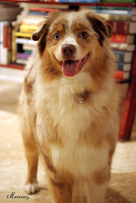 australian shepherd
