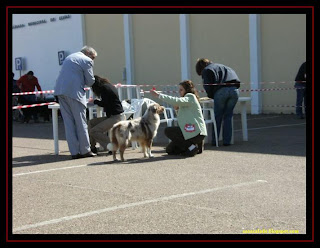 australian shepherd and golden retriever in elvas dog show