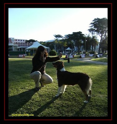 australian shepherd in estoril dog show