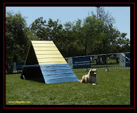 Australian Shepherd in Agility at Belem