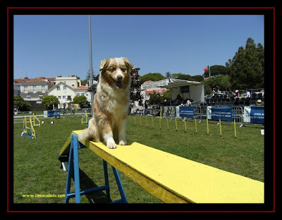 Australian Shepherd in Agility at Belem