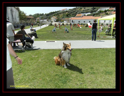 agility trial in Alenquer